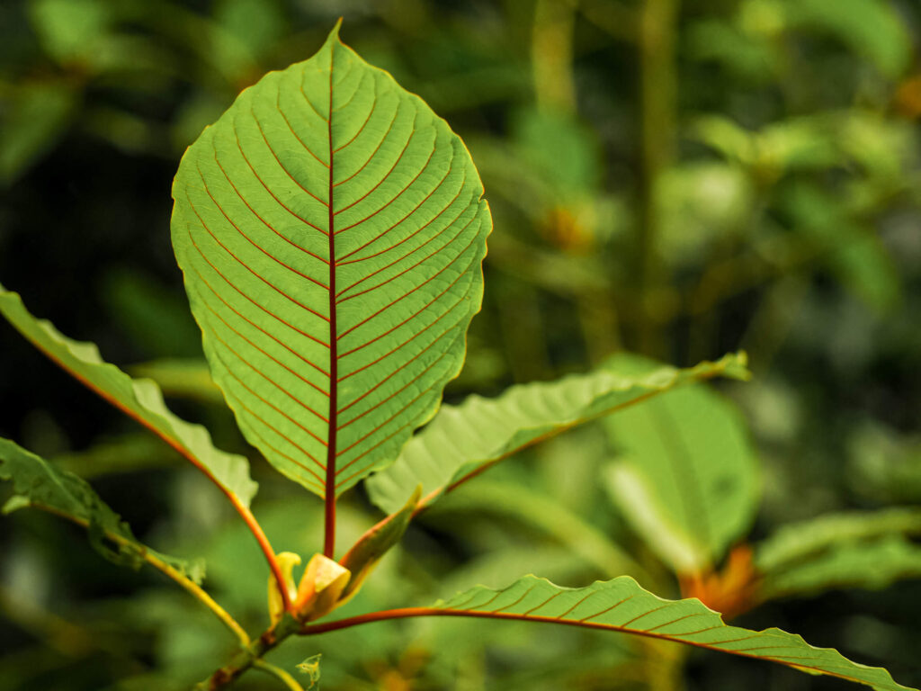 red vein borneo kratom