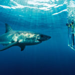 Reasons Why Shark Cage Diving Is Perfect for Thrill Seekers