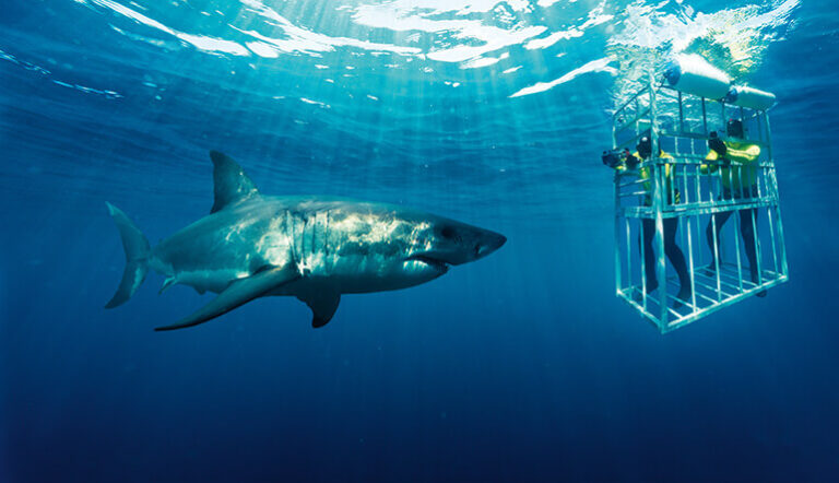 Reasons Why Shark Cage Diving Is Perfect for Thrill Seekers