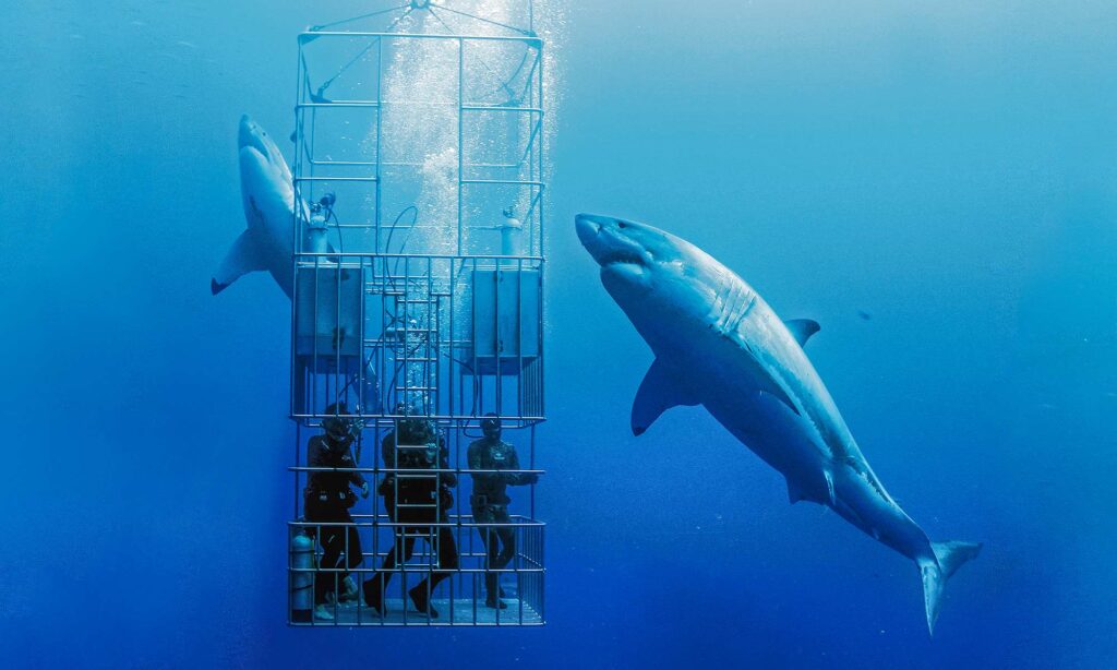 oahu shark cage