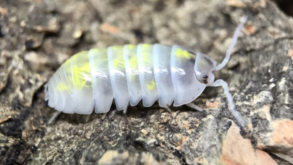 Explore Smart Reasons To Buy Isopods For Bioactive Enclosures