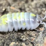 Explore Smart Reasons To Buy Isopods For Bioactive Enclosures