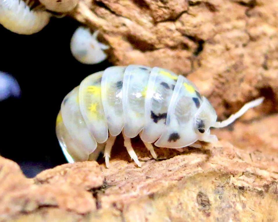 buy isopods uk