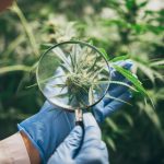 What Really Separates THCA Flower From THC Flower In 2026?