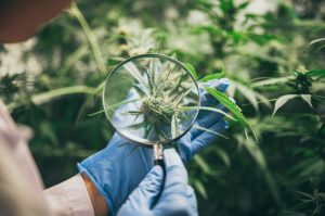What Really Separates THCA Flower From THC Flower In 2026?