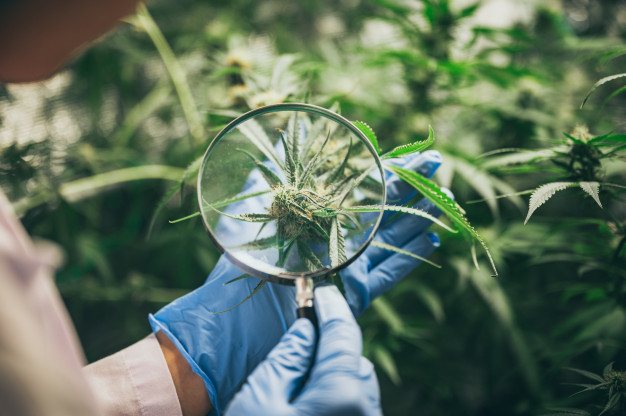 What Really Separates THCA Flower From THC Flower In 2026?