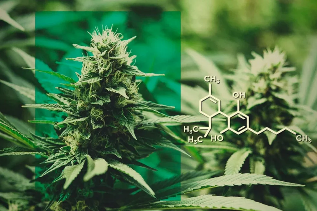 thca vs thc
